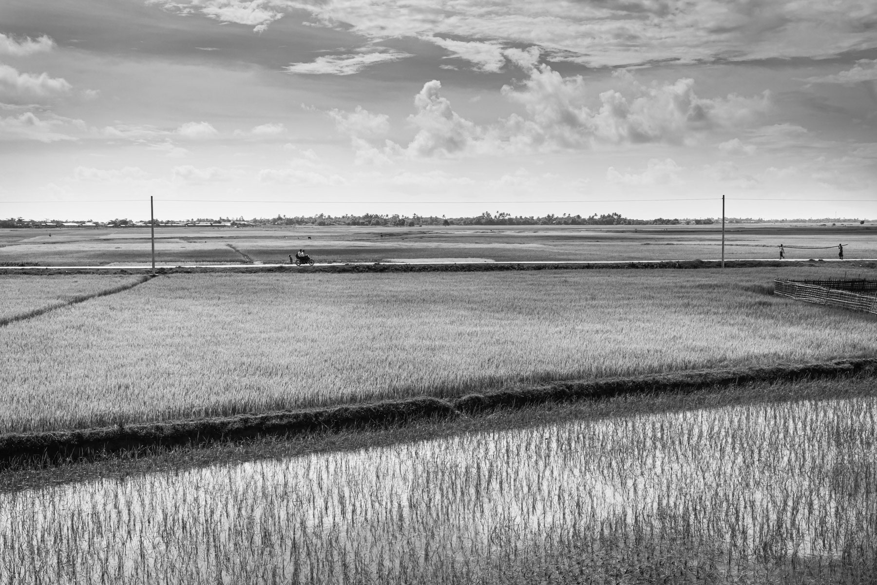 Rice fields in rural Sittwe township, Rakhine, Myanmar, September 2019