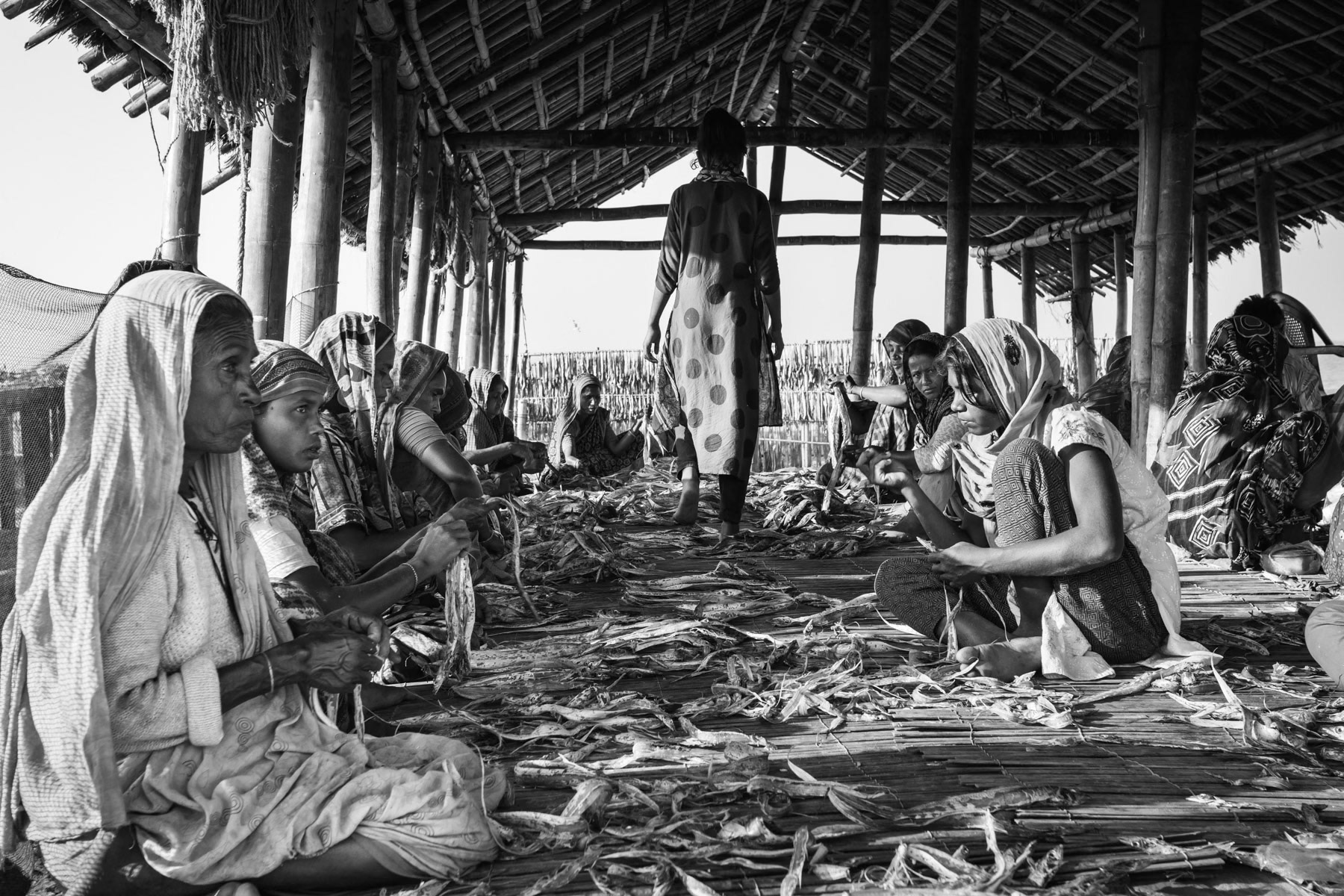 Women sorting dry fish. Fish drying areas near Cox's Bazar where numerous Rohingya refugees can find low paid jobs. Najirar Tak, Cox's Bazar, Bangladesh, February 2017