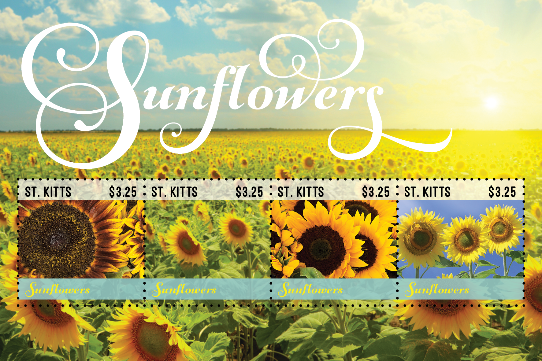 Sunflowers for St. Kitts