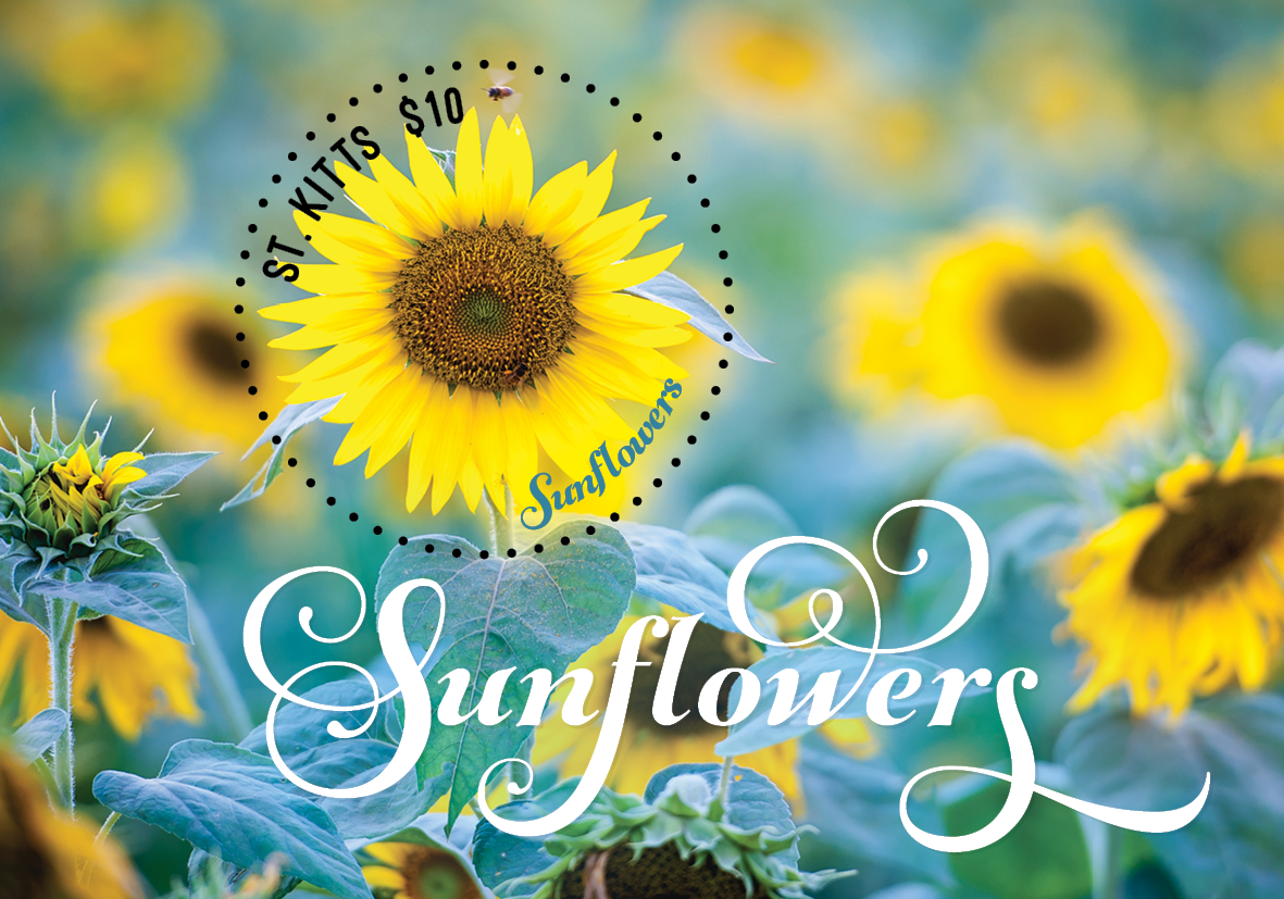 Sunflowers for St. Kitts