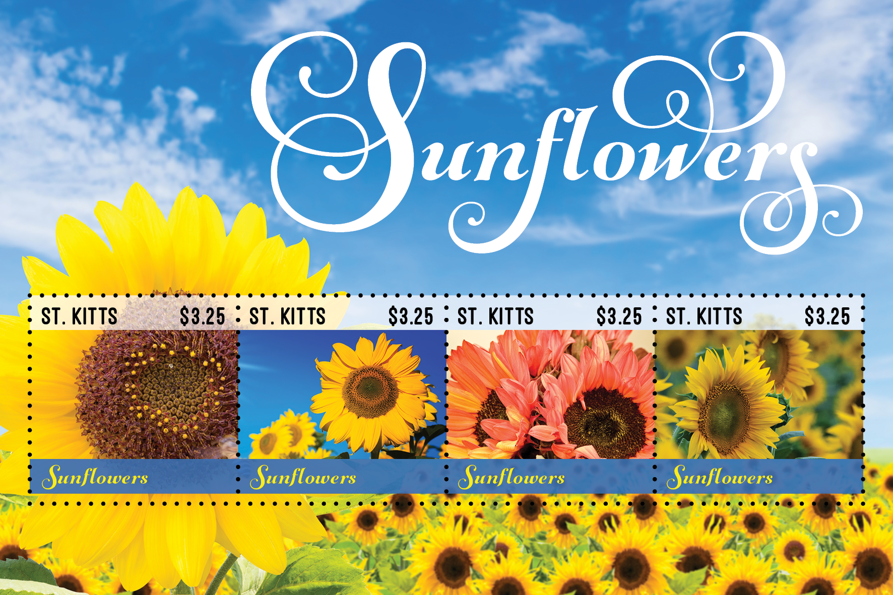 Sunflowers for St. Kitts