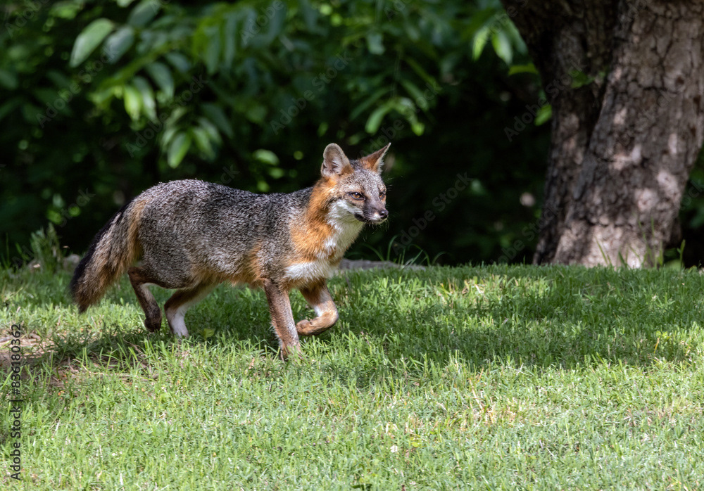 Gray Fox (7)