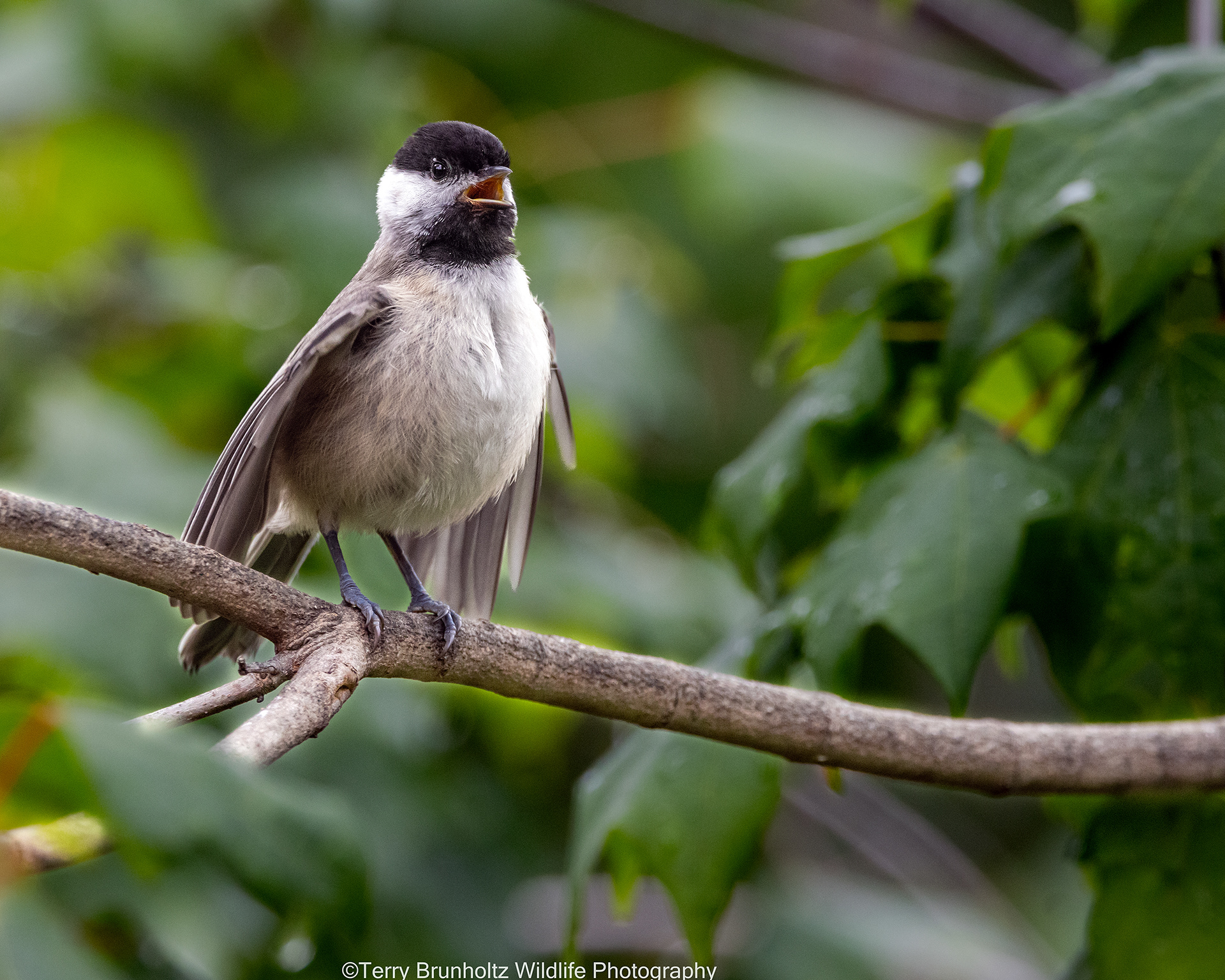 Singing Carolina Chickadee
