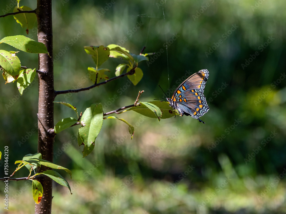 Red-spotted Purple on Wild Black Cherry