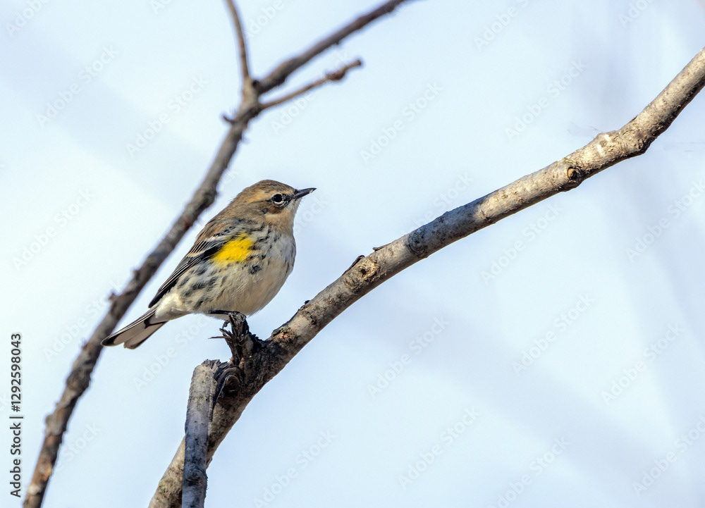 Yellow-rumped Warbler