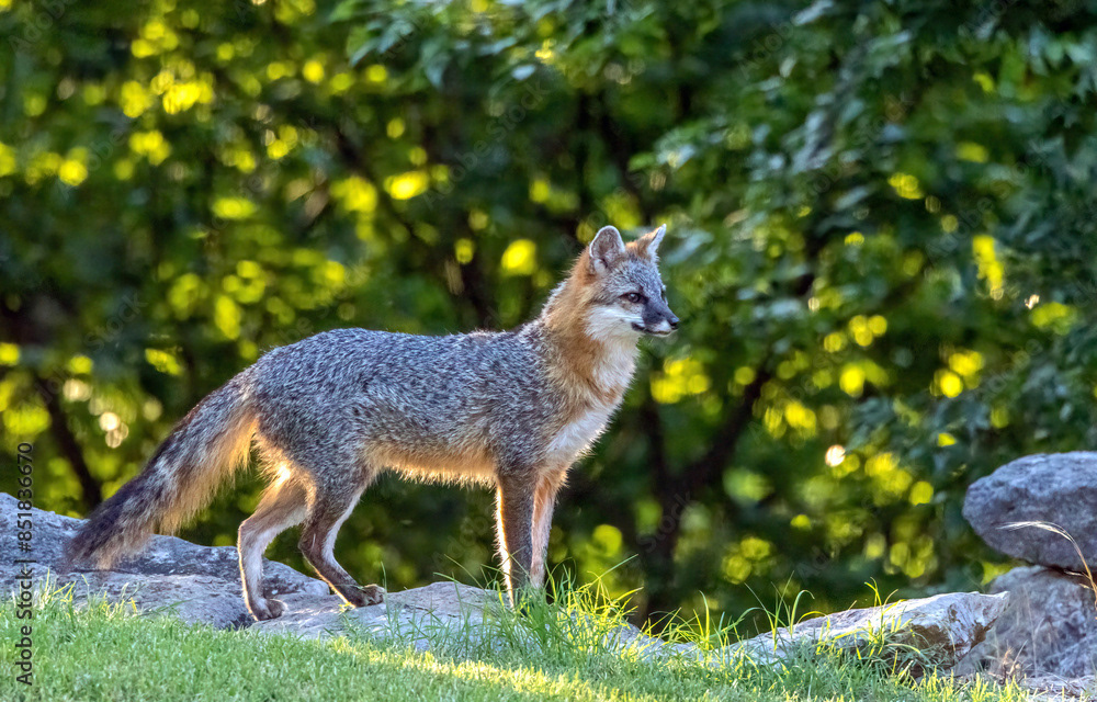 Gray Fox (6)
