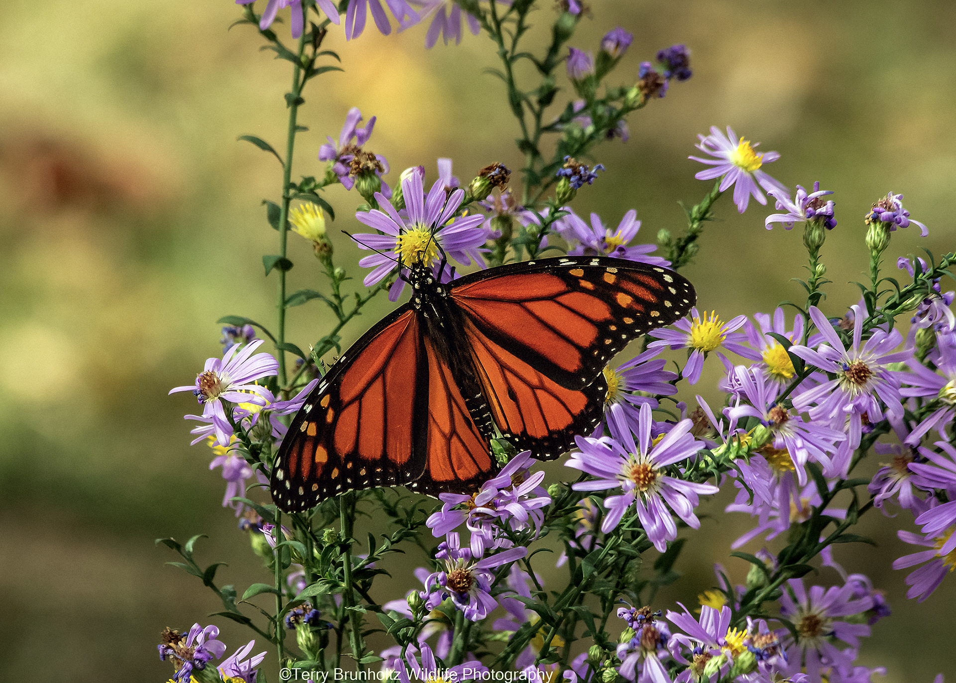 Monarch on Aster