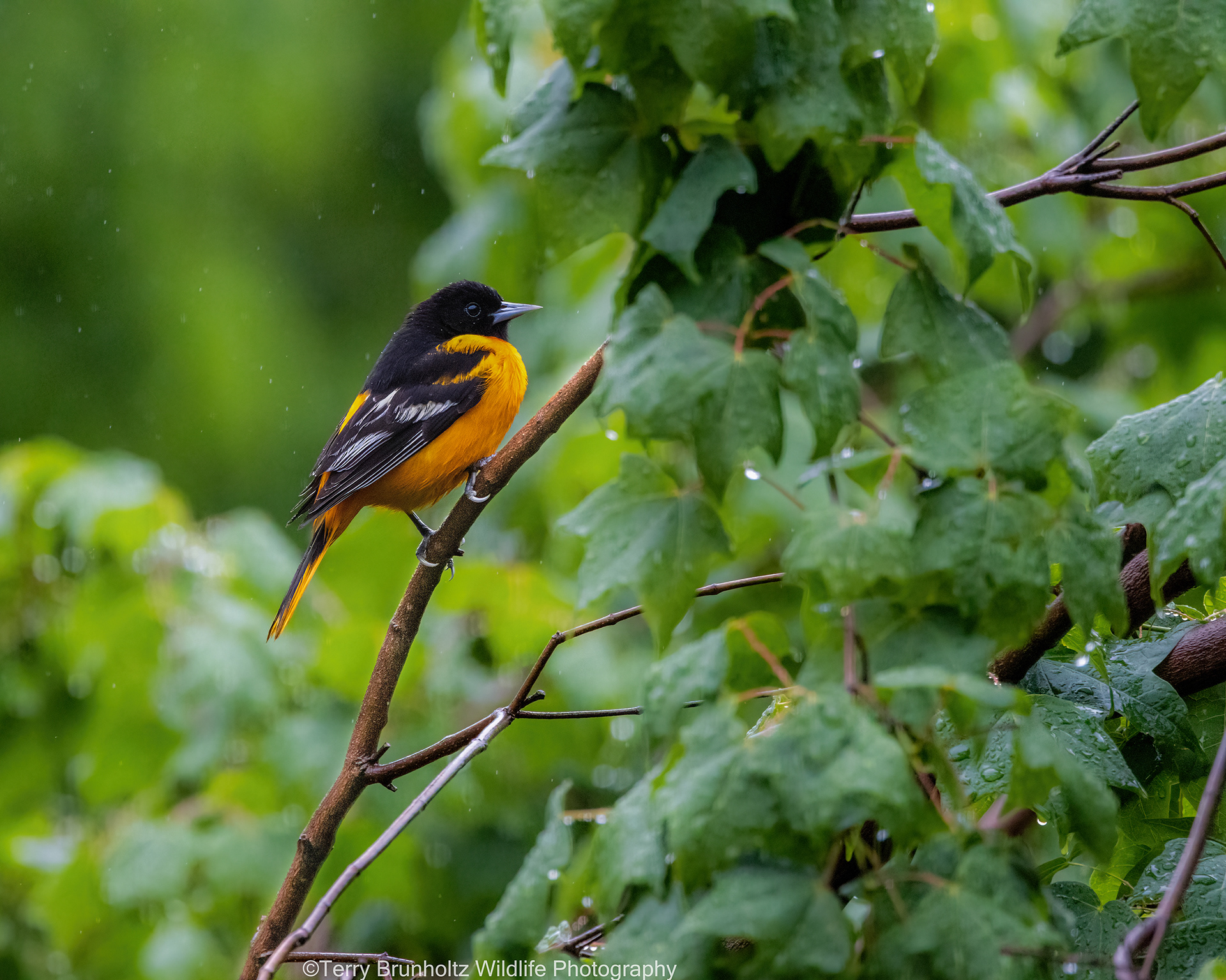 Male Baltimore Oriole