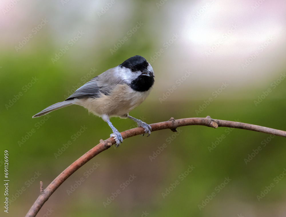 Carolina Chickadee
