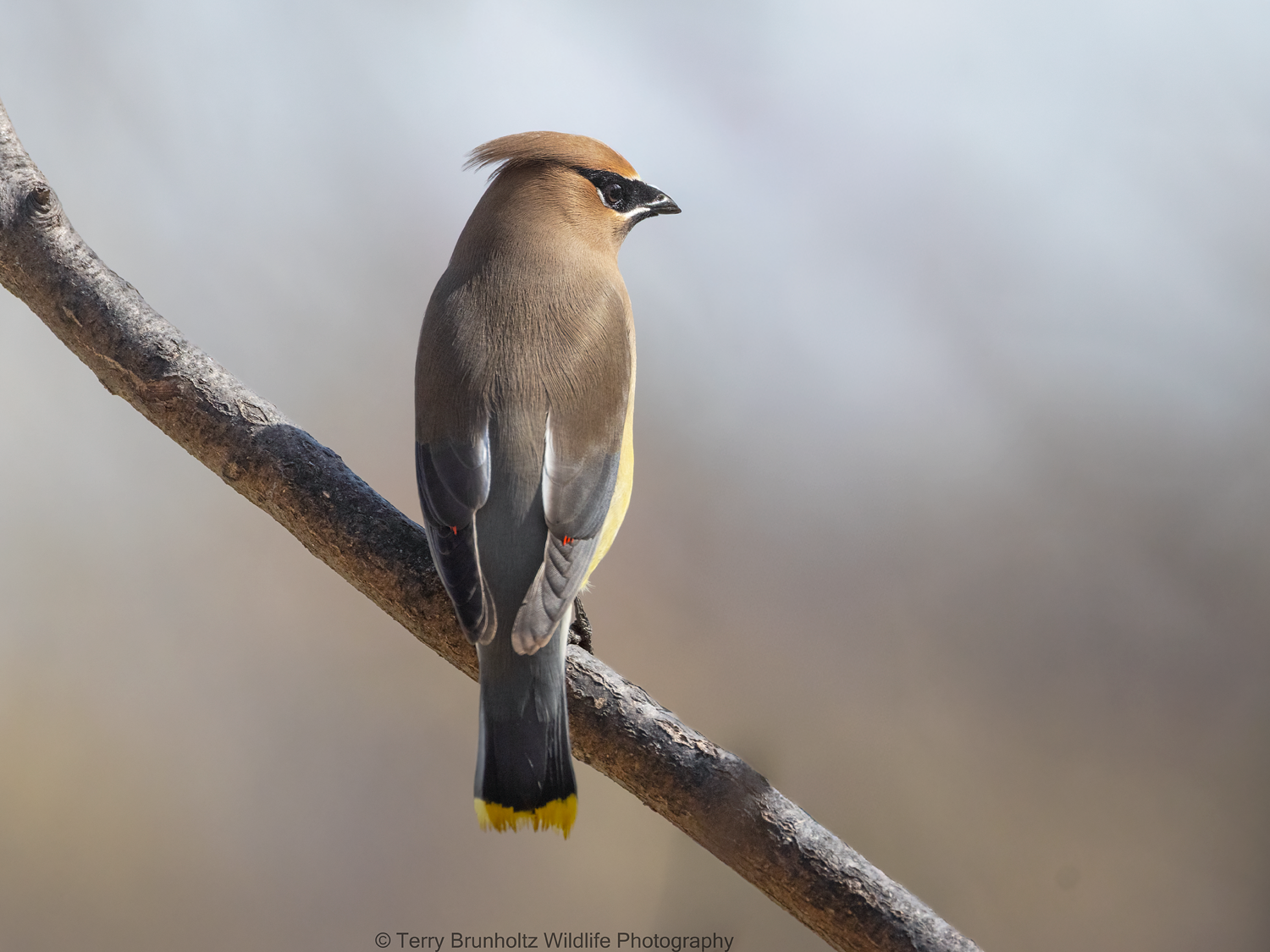 Cedar Waxwing(1)