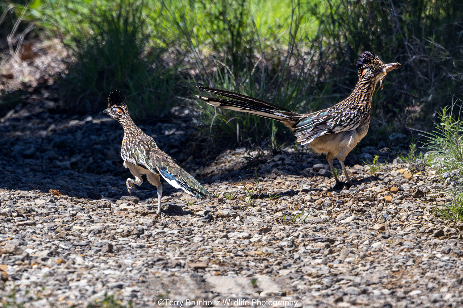Adult Roadrunner with Frog and Chick _U0A0047