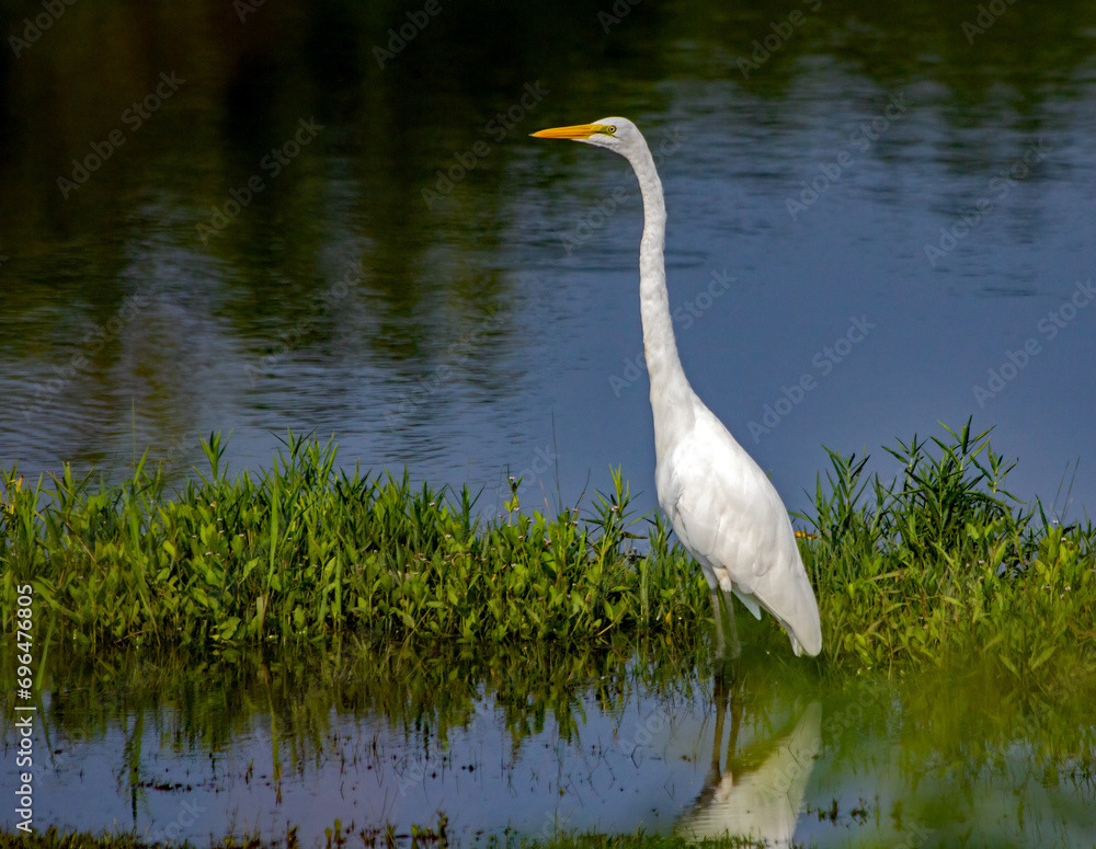 Great Egret