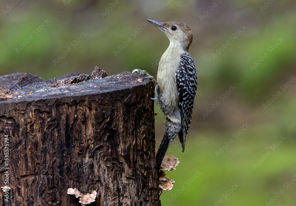 Juvenile Red-bellied Woodpecker