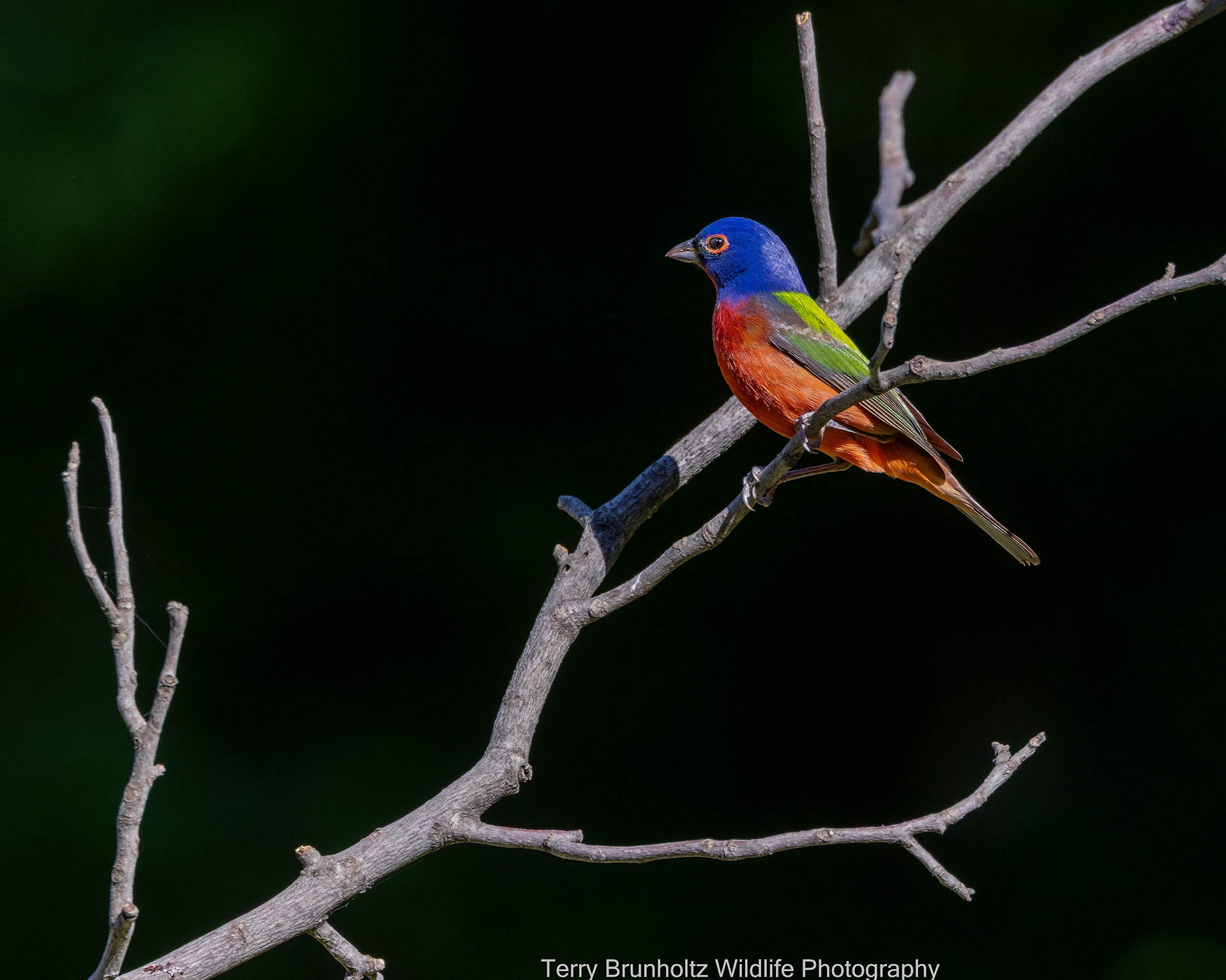 Painted Bunting