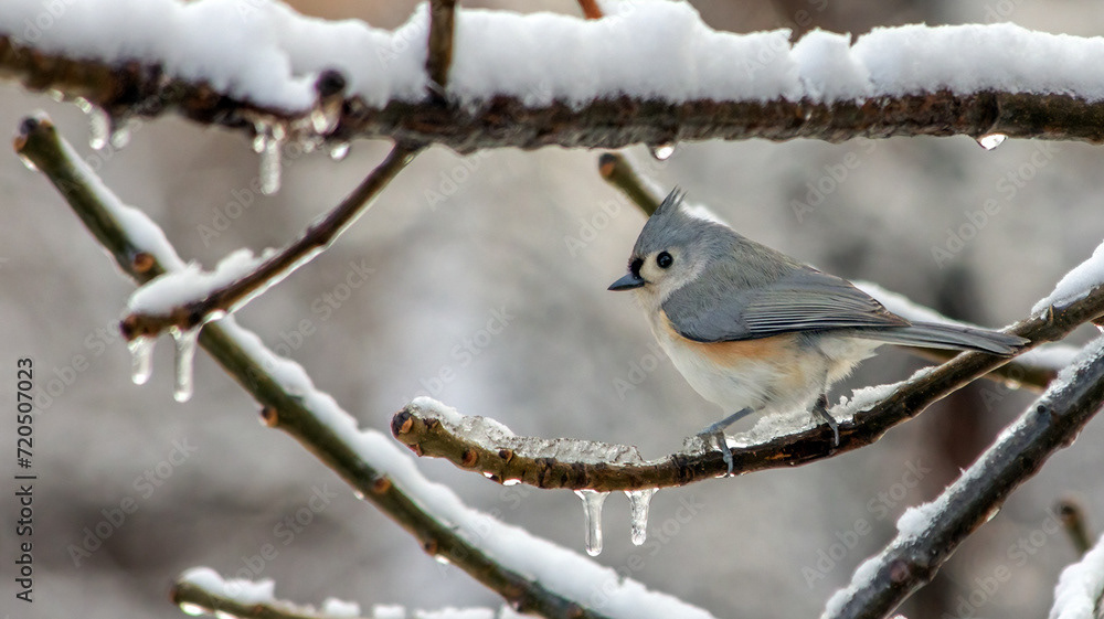 Tufted Titmouse in Snow