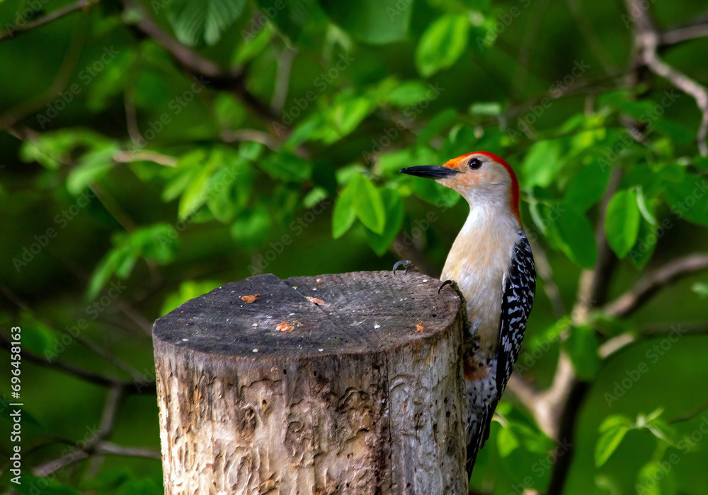 Male Red-bellied Woodpecker
