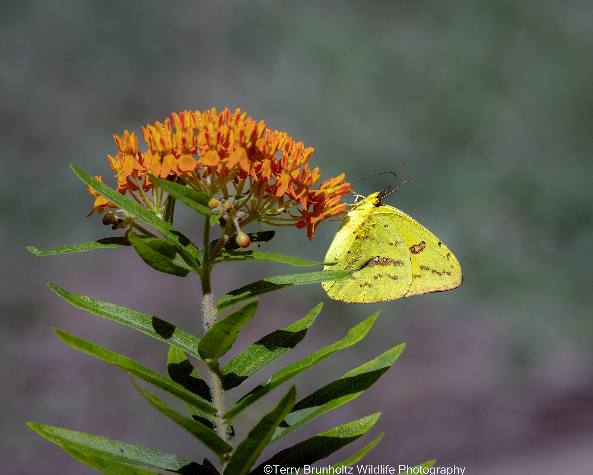 Cloudless Sulphur on Butterfly Weed