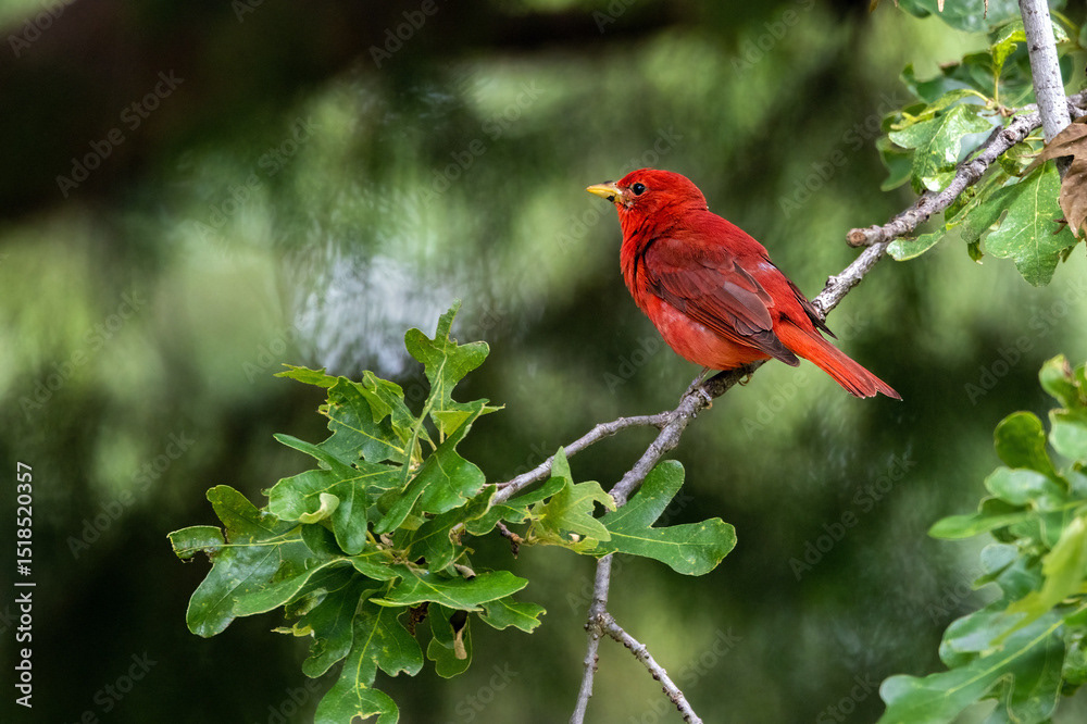 Summer Tanager