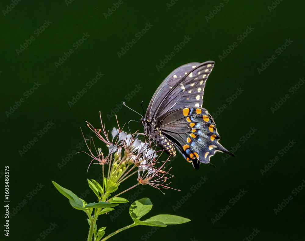 Black Swallowtail on Red-whiskered Clammyweed