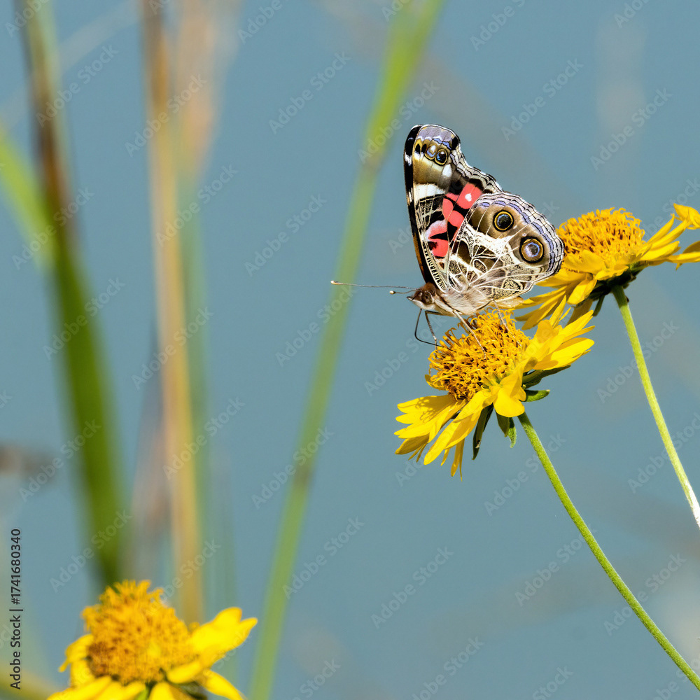 American Lady on Cowpen Daisy