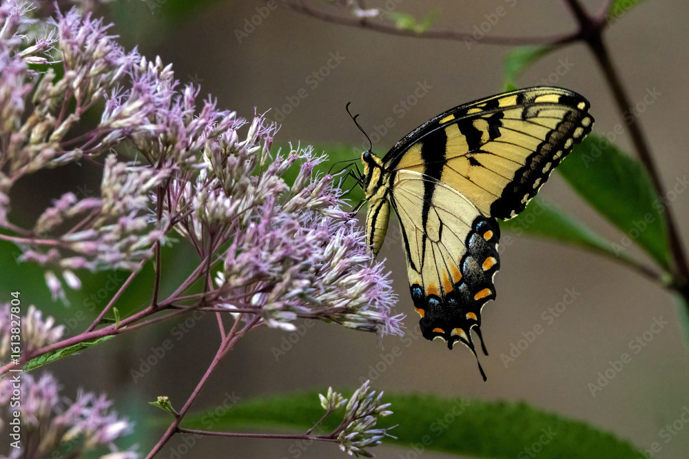Eastern Tiger Swallowtail on Joe Pye-weed