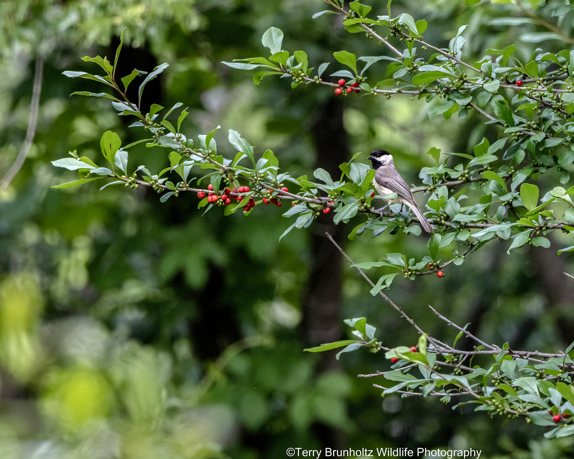 Carolina Chickadee in Deciduous Holly