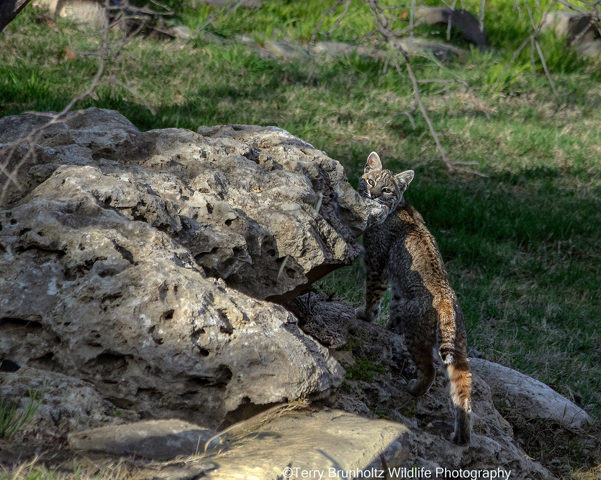 Bobcat