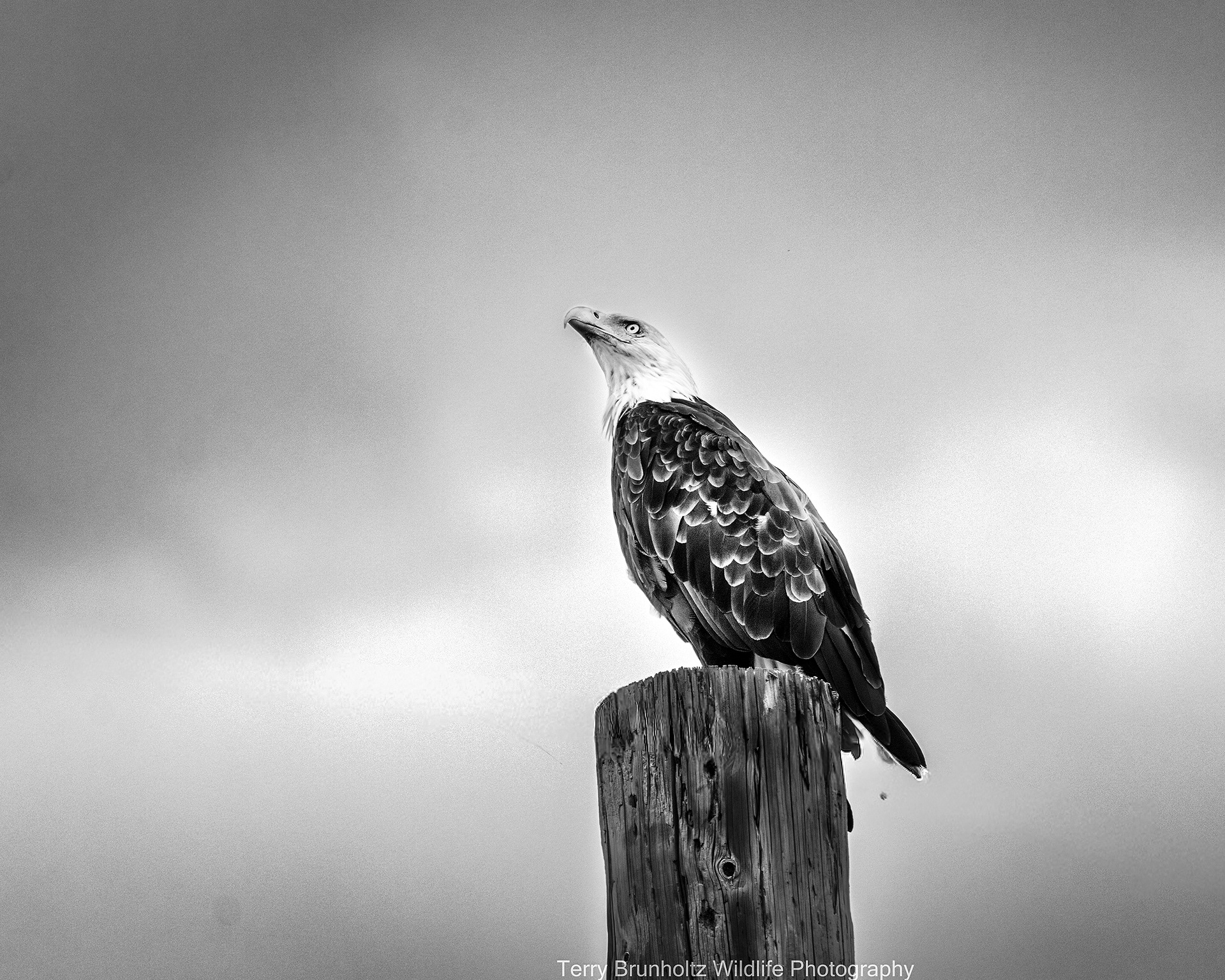 Bald Eagle in Black-and-White