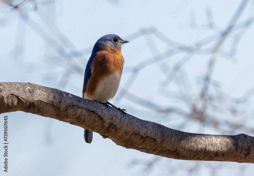 Male Eastern Bluebird