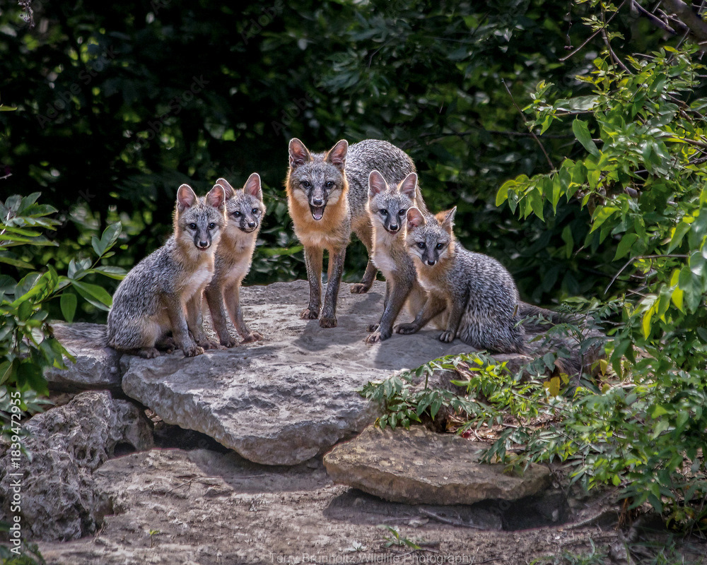 A native gray fox father and his four kits gathered together on limestone rocks. The fox family is framed by lush summer greenery, making direct eye contact with the camera in their natural Oklahoma woodland habitat.