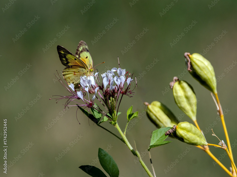 Orange Sulphur on Red-whiskered Clammyweed