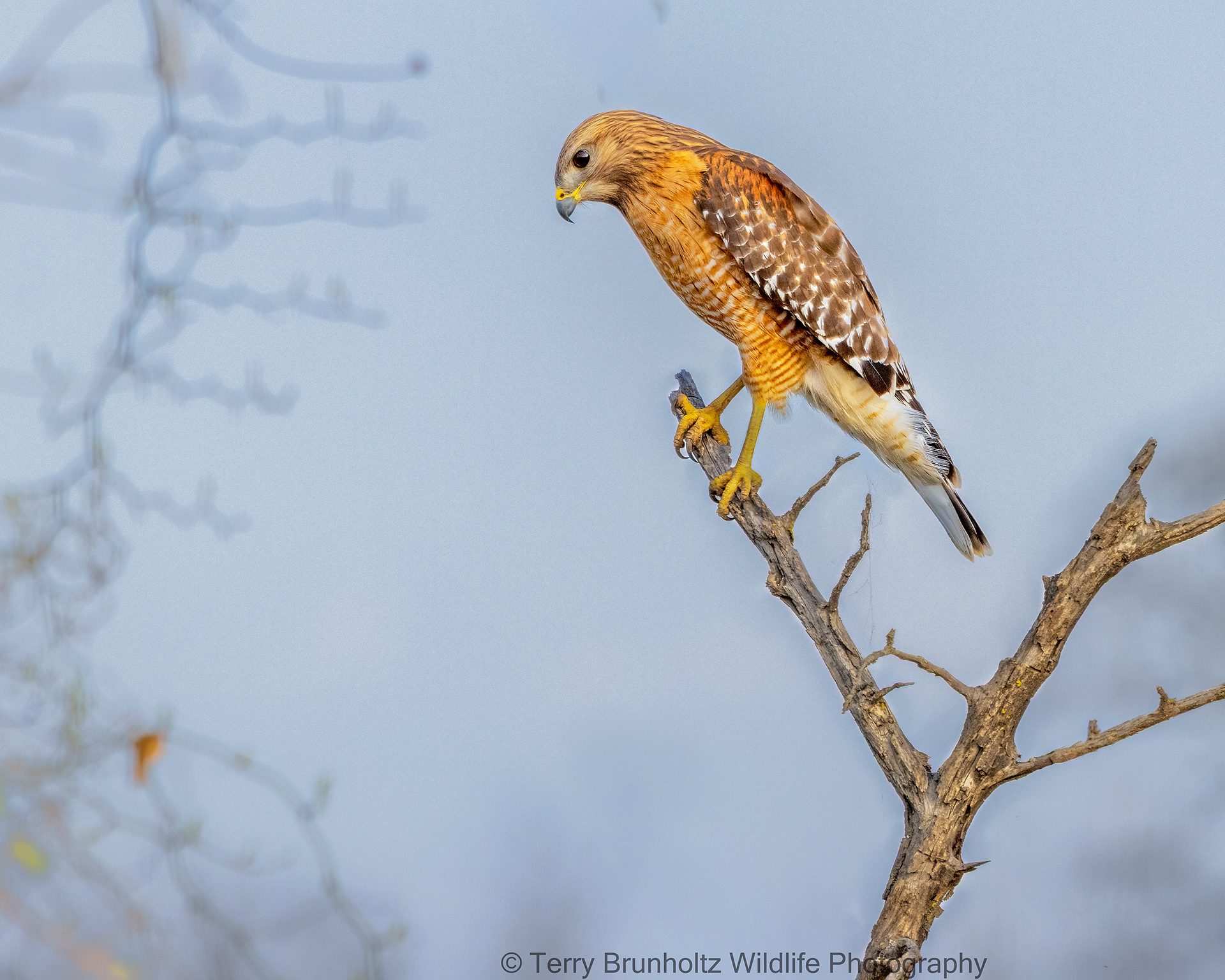 Red-shouldered Hawk
