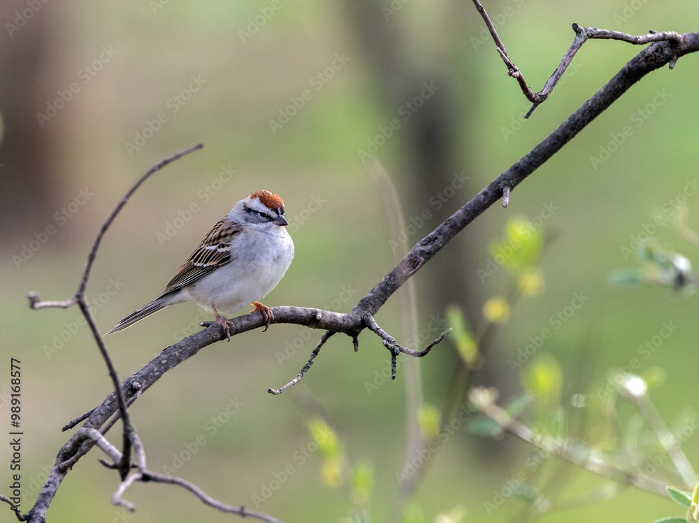 Chipping Sparrow