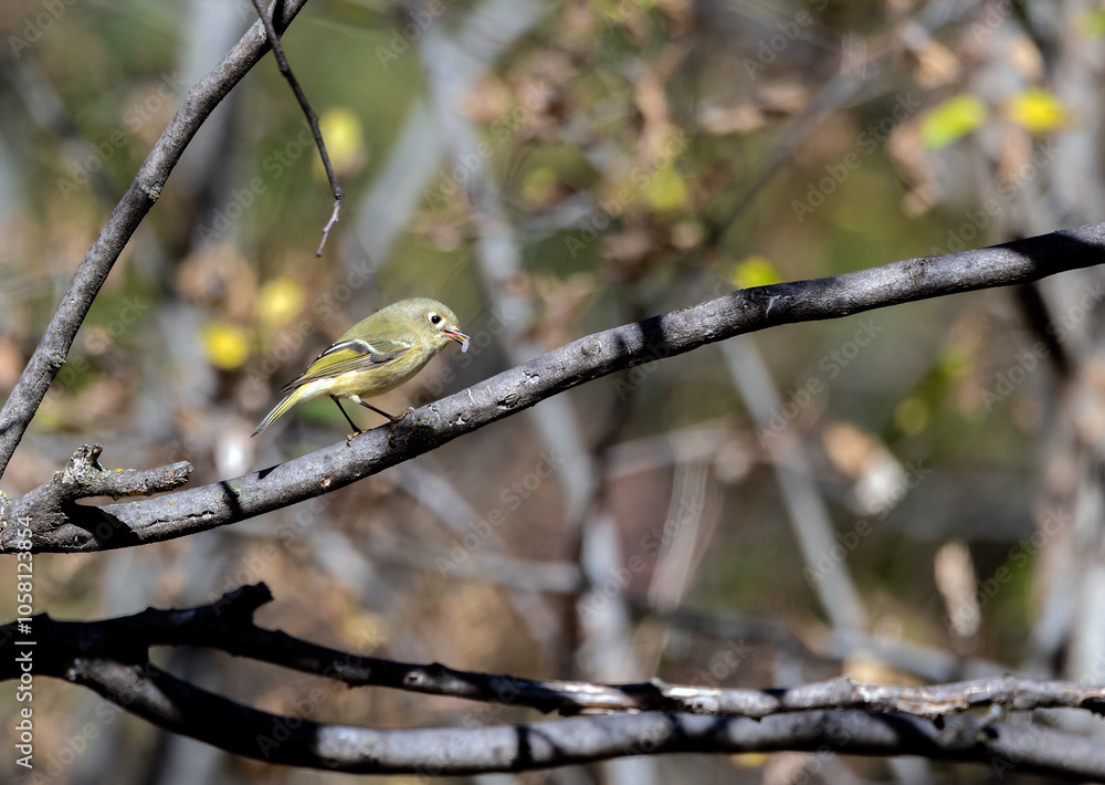 Ruby-crowned Kinglet with Caterpillar