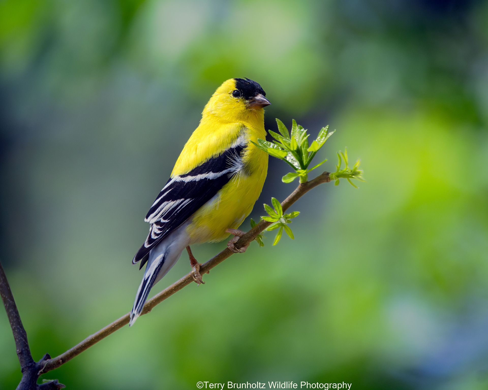 Male American Goldfinch