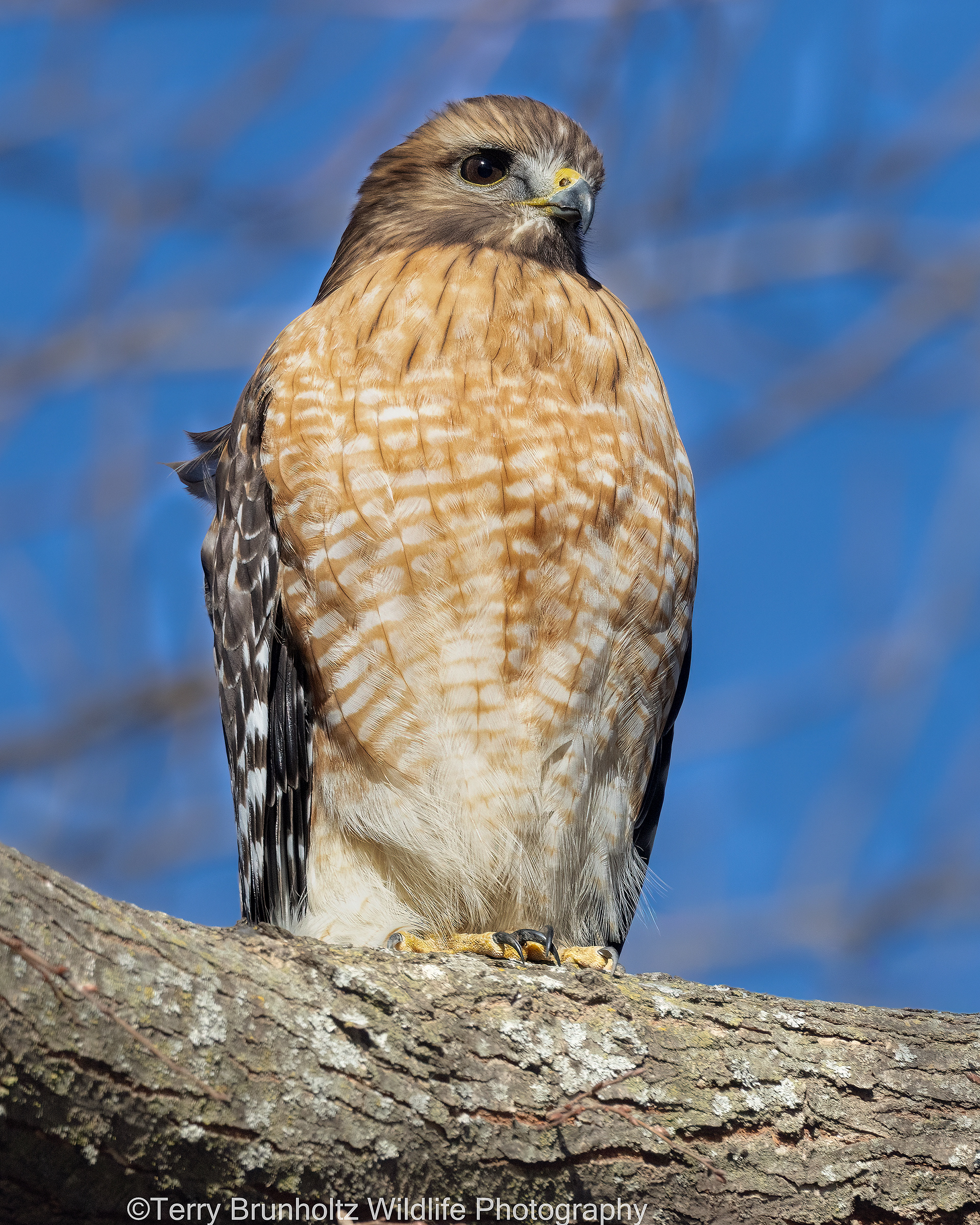 Red-shouldered Hawk Portrait