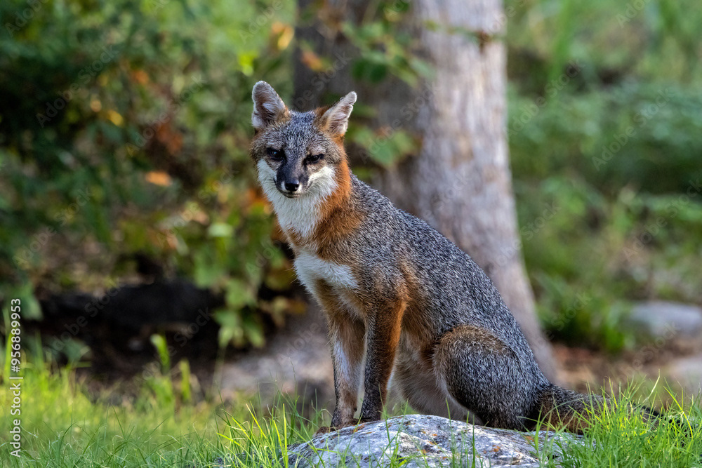 Gray Fox, Male(3)
