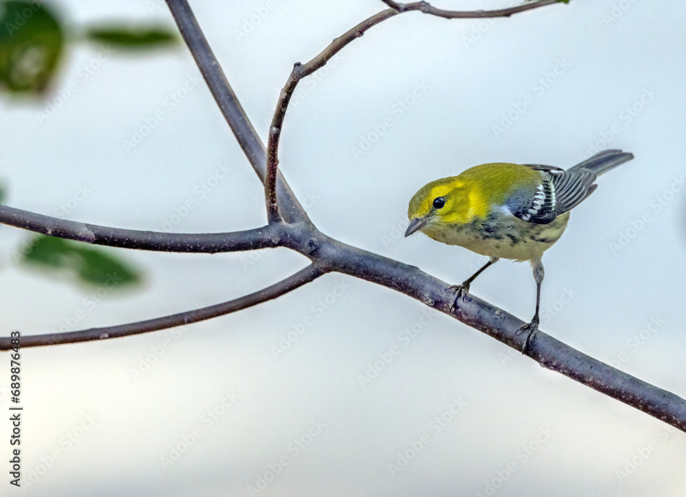 Black-throated Green Warbler