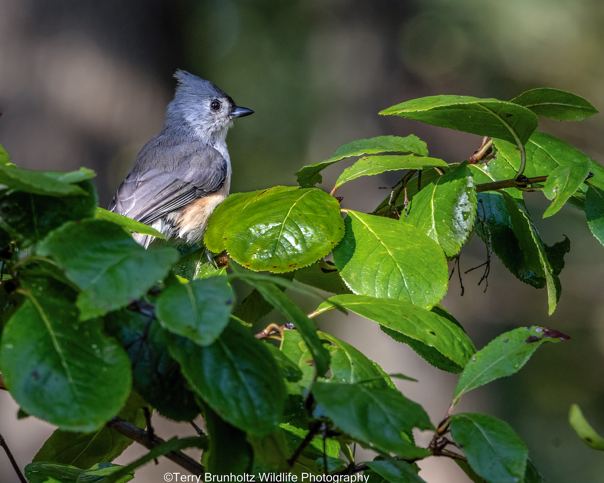 Tufted Titmouse in Viburnum