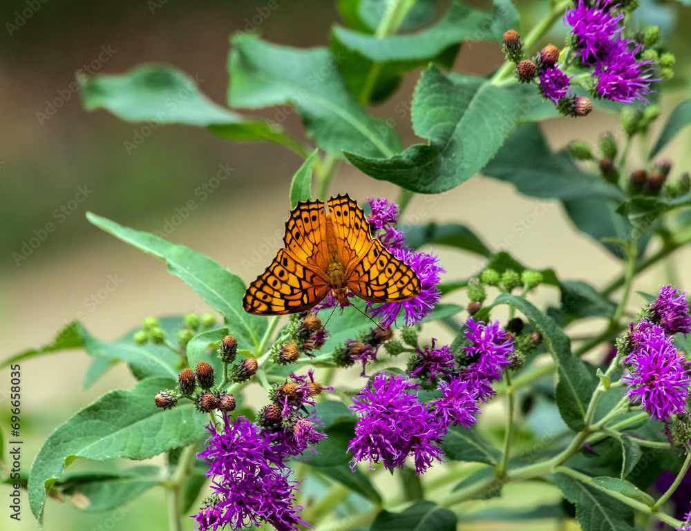 Variegated Fritillary on Ironweed