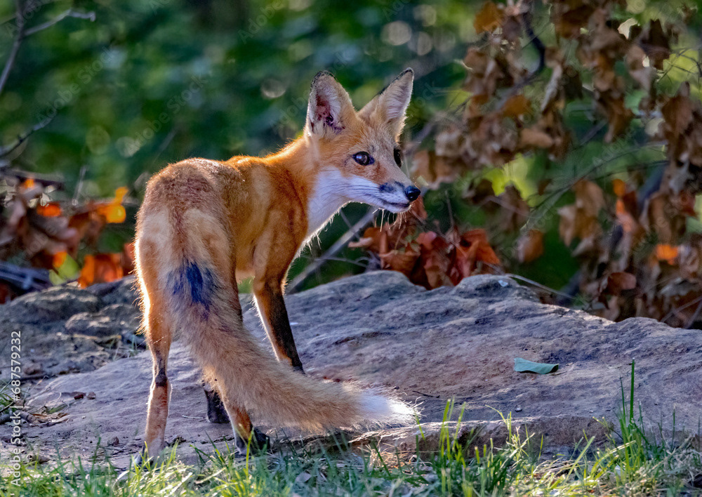 Autumn Fox