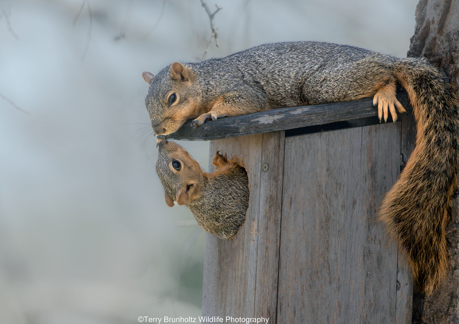 Baby Fox Squirrel and Mom