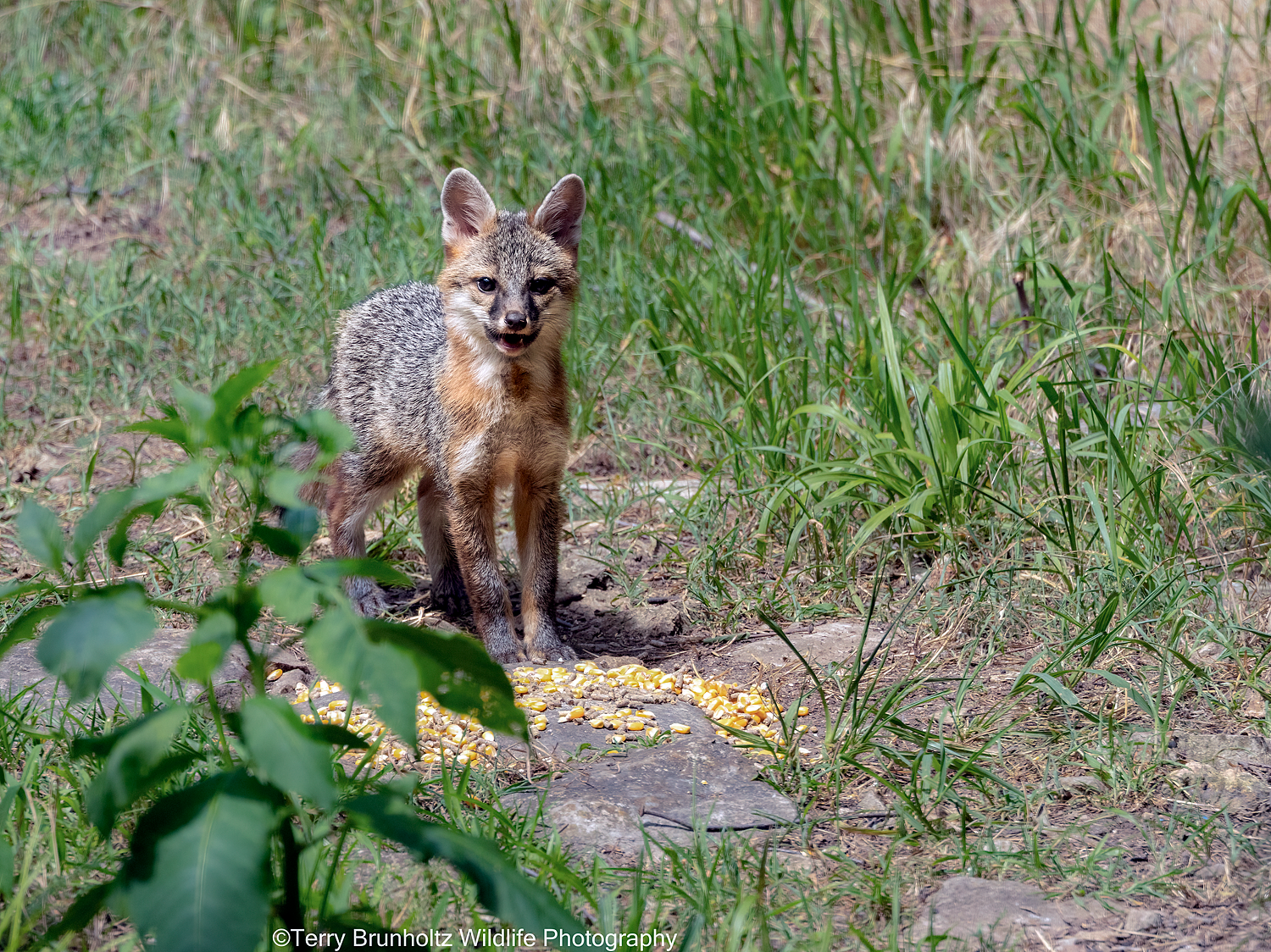 Gray Fox Kit Investigating Deer Corn
