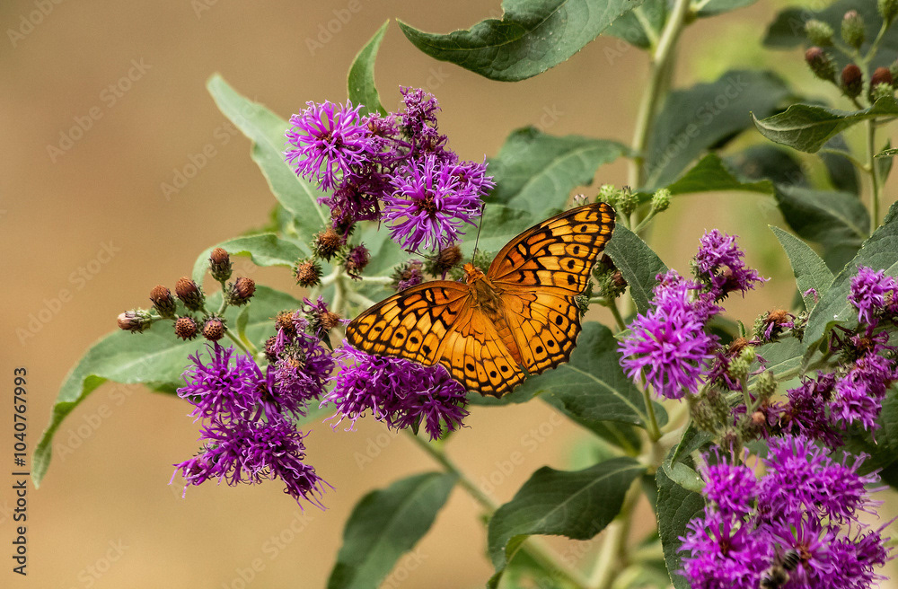 Variegated Fritillary on Ironweed _MG_9166