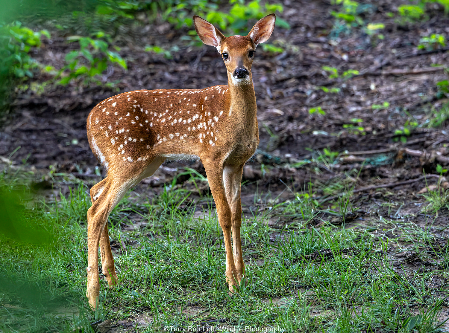 _U0A2509 White-tailed Fawn