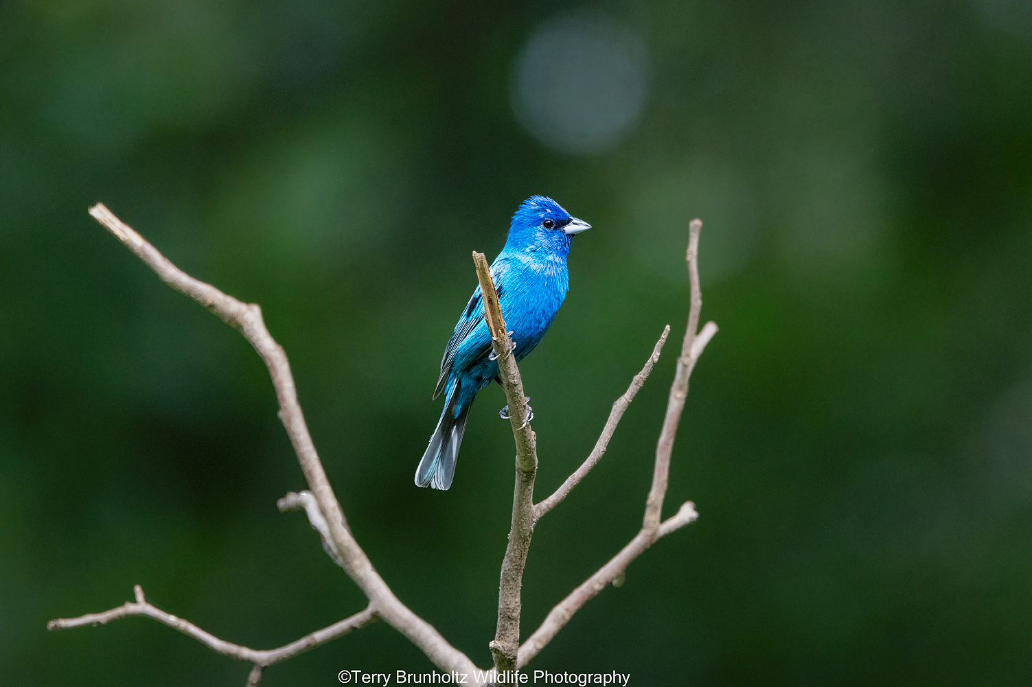 _U0A0210 Indigo Bunting Male