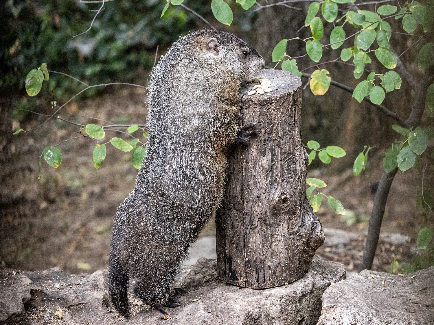 Peanut Thief