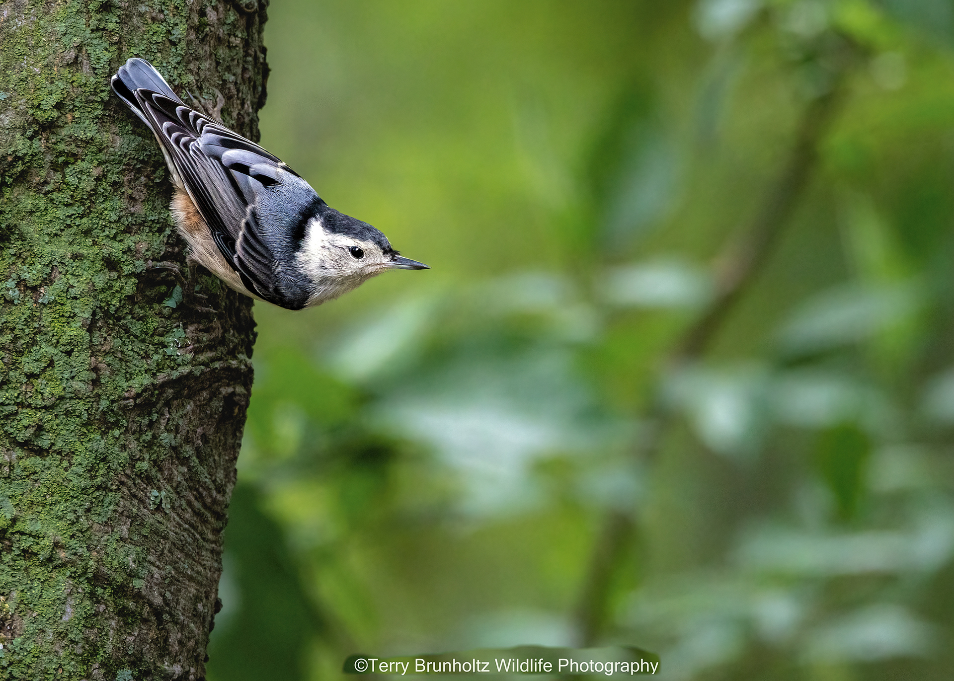 White-breasted Nuthatch