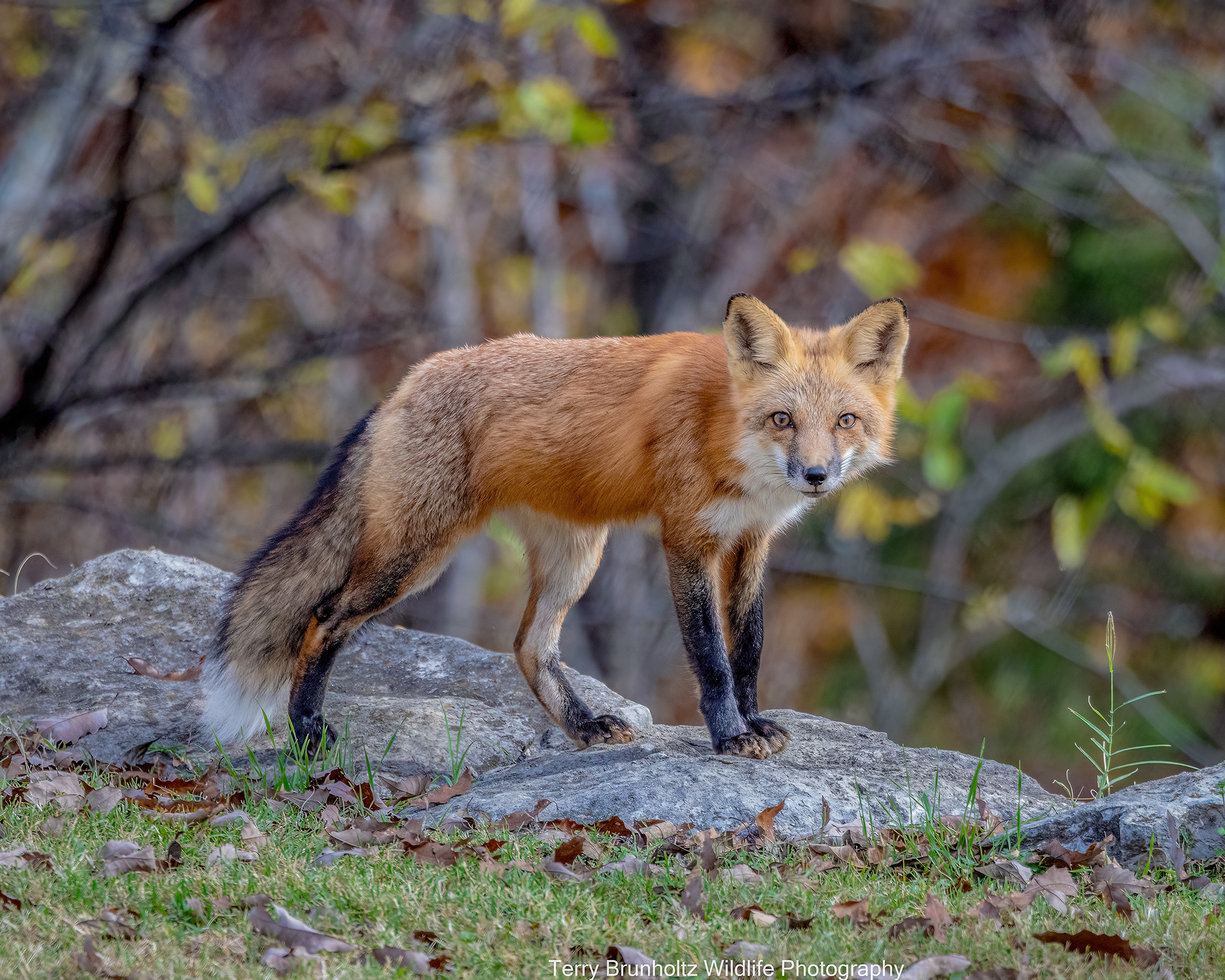  U0A6485 An alert American red fox standing on limestone rocks, making direct eye contact with the camera. Photographed in the natural woodland habitat of Oklahoma during early autumn.