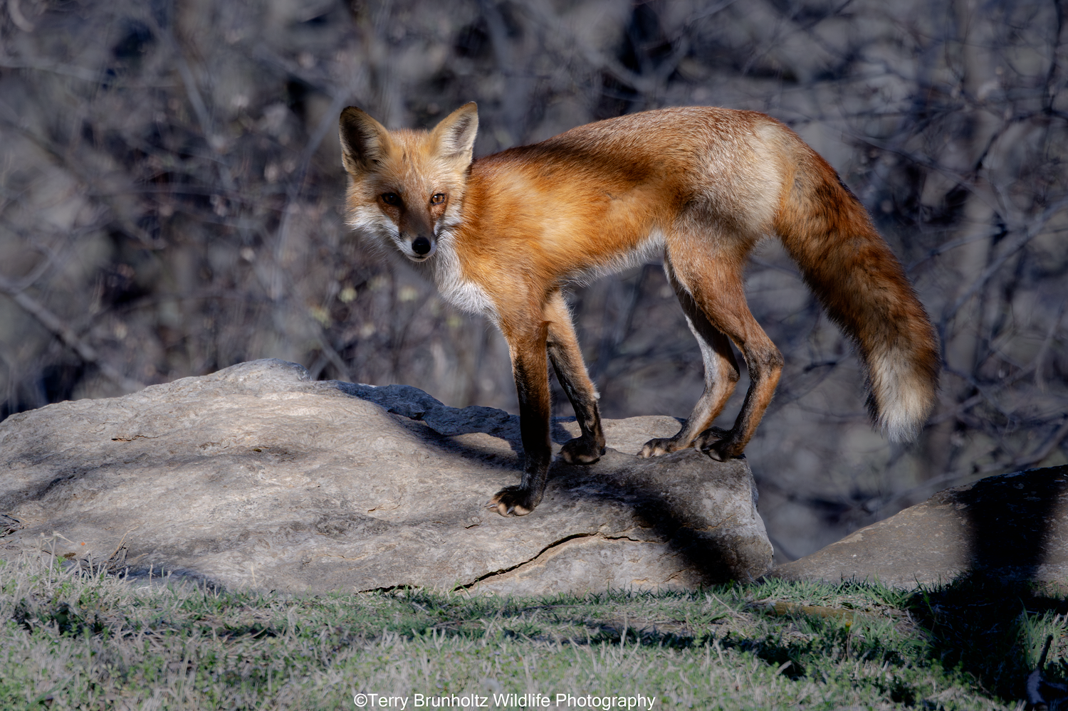 March Red Fox